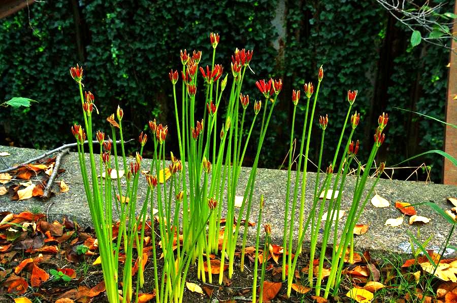 遅咲きの花と長咲きの花 徒然なるままに