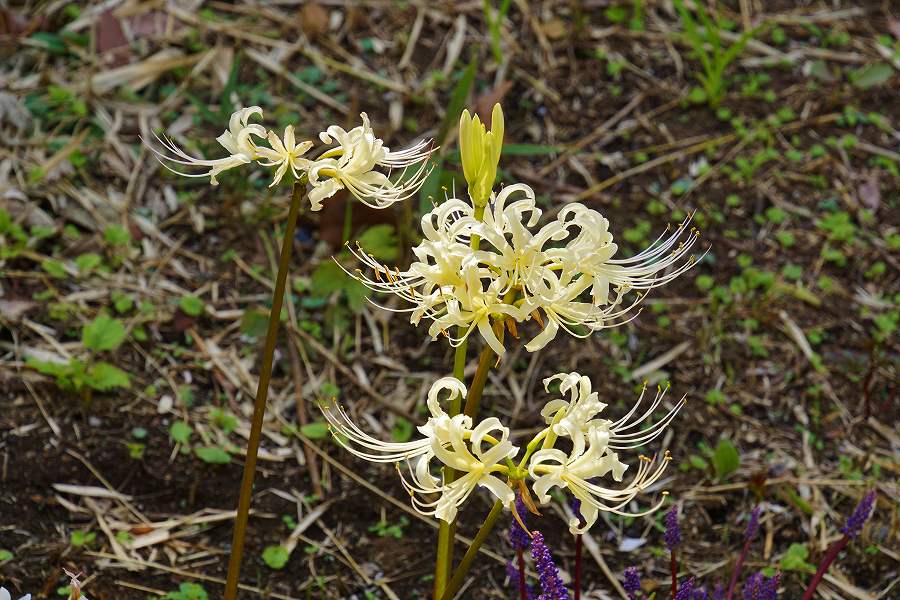 遅咲きの花と長咲きの花 徒然なるままに